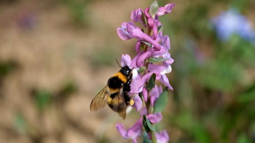 Close Up Video of a Bumblebee