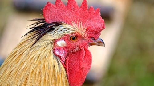 Close-up Video of a Rooster Head 