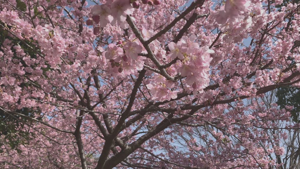 A CloseUp Video of Cherry Blossom Tree · Free Stock Video A CloseUp Video of Cherry Blossom Tree · Free Stock Video