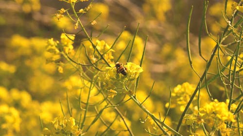 Bee on a Flower 