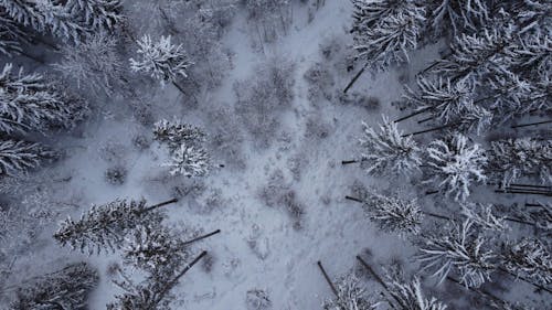 High Angle View of the Snow Covered Trees in the Forest