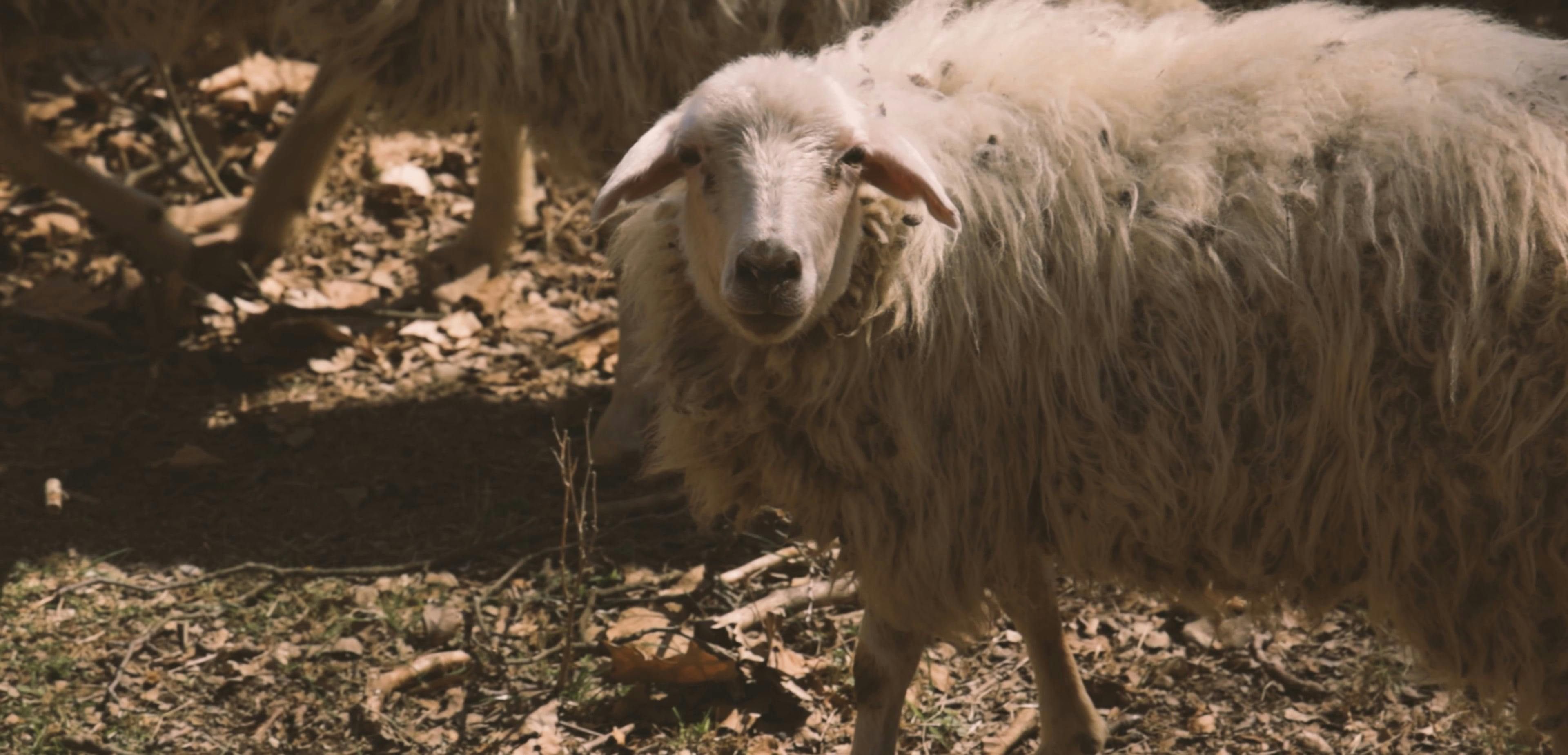 An Awassi Sheep Free Stock Video Footage, Royalty-Free 4K & HD Video Clip