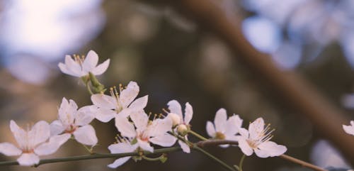 White Cherry Blossom Tree