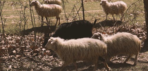 Video of a Sheep Under the Tree