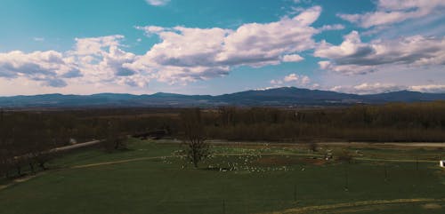 Aerial Footage of Sheep