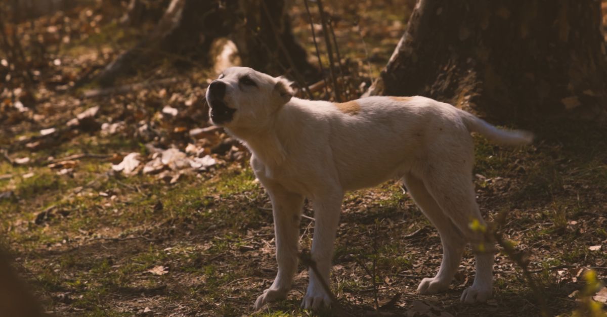 Video of a Dog Barking and Wagging its Tail Free Stock Video Footage ...