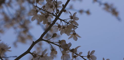 Close-Up Video of White Flower Tree