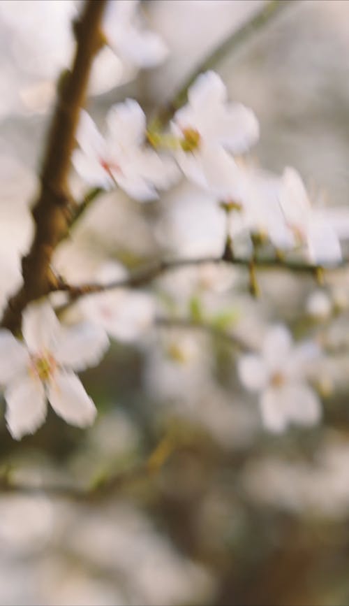 Close-up Video of a Flowers