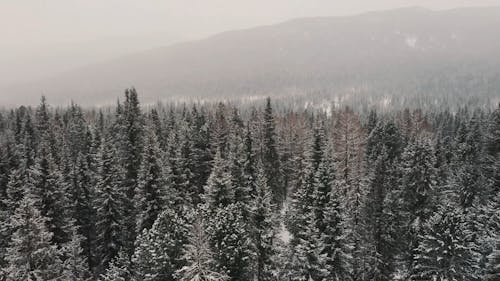 Snow Covered Trees in the Forest