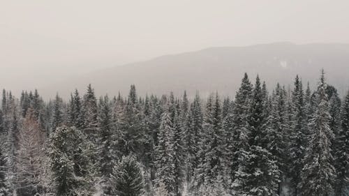 Pine Trees Under Snowfall