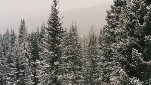 Snow Covered Trees in the Forest