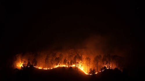 Wildfire in a Forest