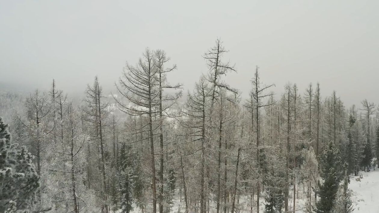 Drone Footage of a Trees and Snow Free Stock Video Footage, Royalty ...