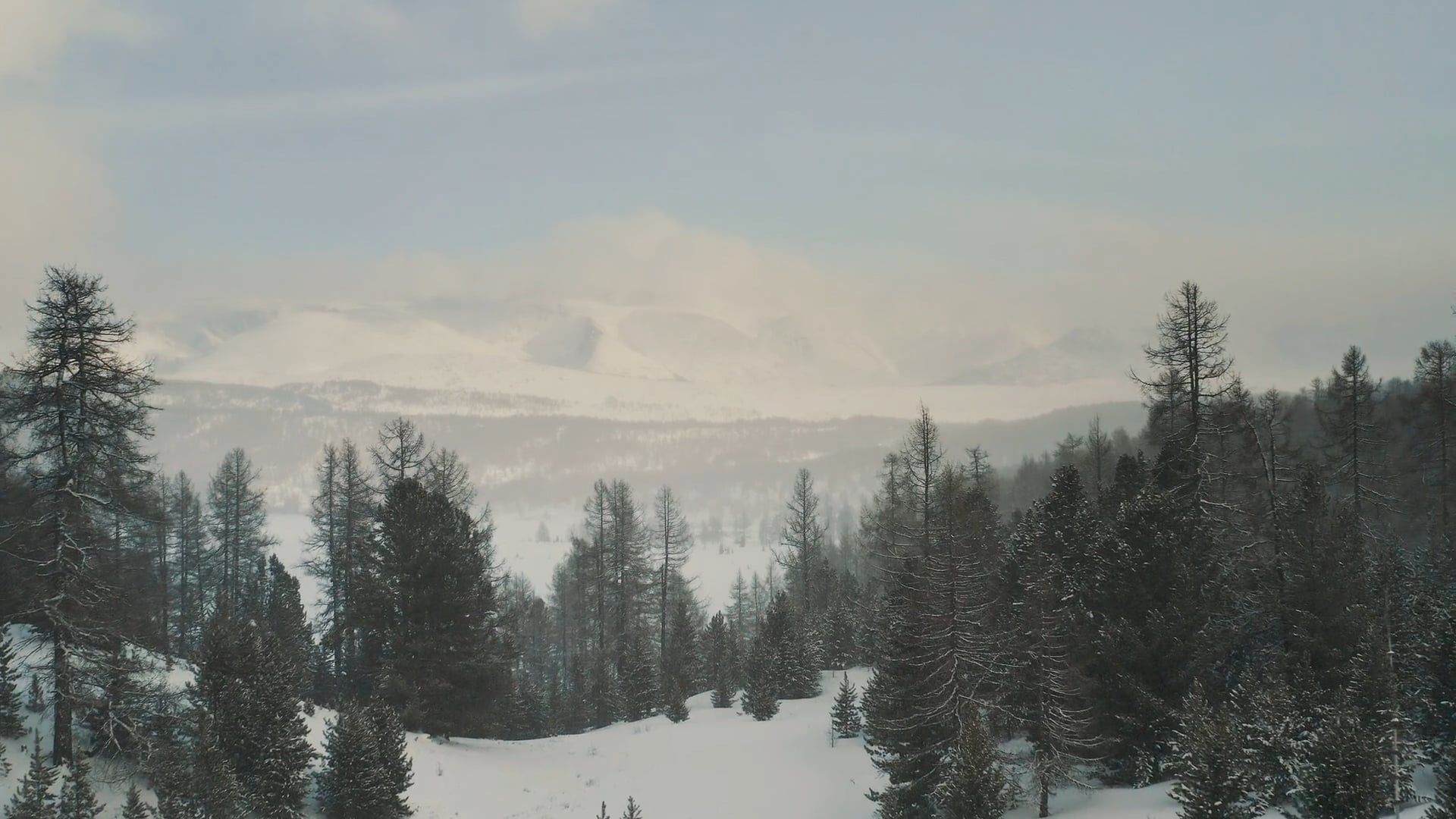 Drone Footage of Pine Trees During Winter Free Stock Video Footage ...