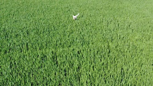 White Dog Running in the Field