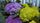 cauliflower