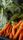 fresh food