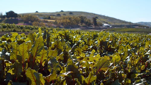 Close-up Footage of Green Leafy Vegetables on a Farm