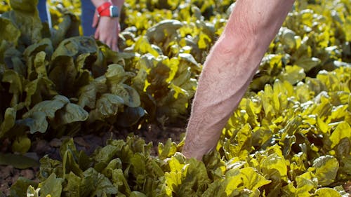 People Harvesting Vegetables From the Field