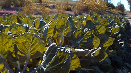 A Close-Up Video of Vegetables on the Farm