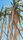 sugar cane