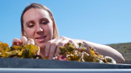 A Woman Touching Strawberry Plants