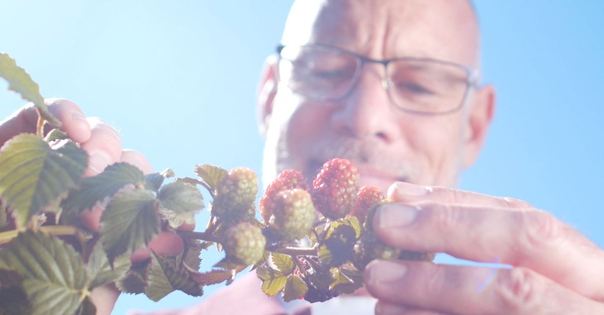 Man Eating Raspberry Free Stock Video Footage, Royalty-Free 4K & HD ...