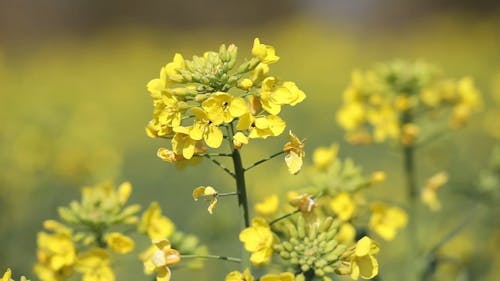 Close-Up View of Rapeseed