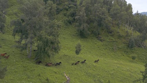 Horses Running on a Field
