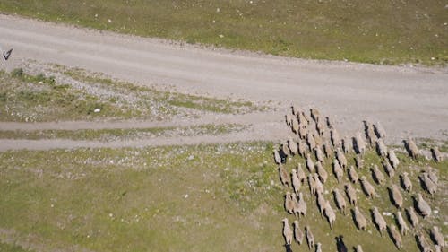 Aerial View of a Herd Sheep