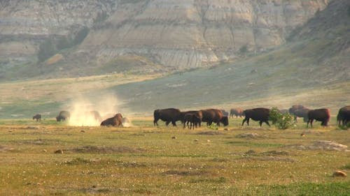 Herd of Bison on Grassland