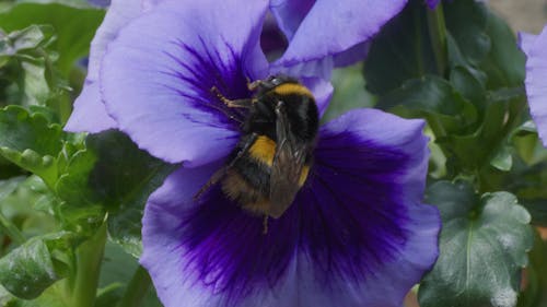 Close-Up View of a Bumblebee on Purple Flower