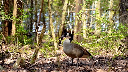 Goose in the Woods