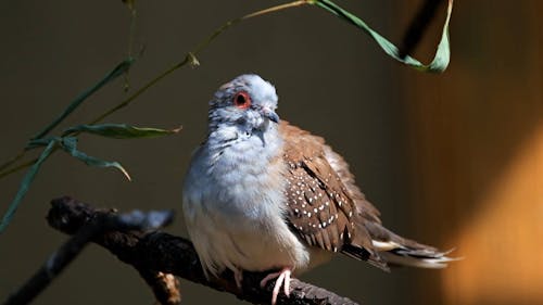 A Bird Perched On A Tree Stem