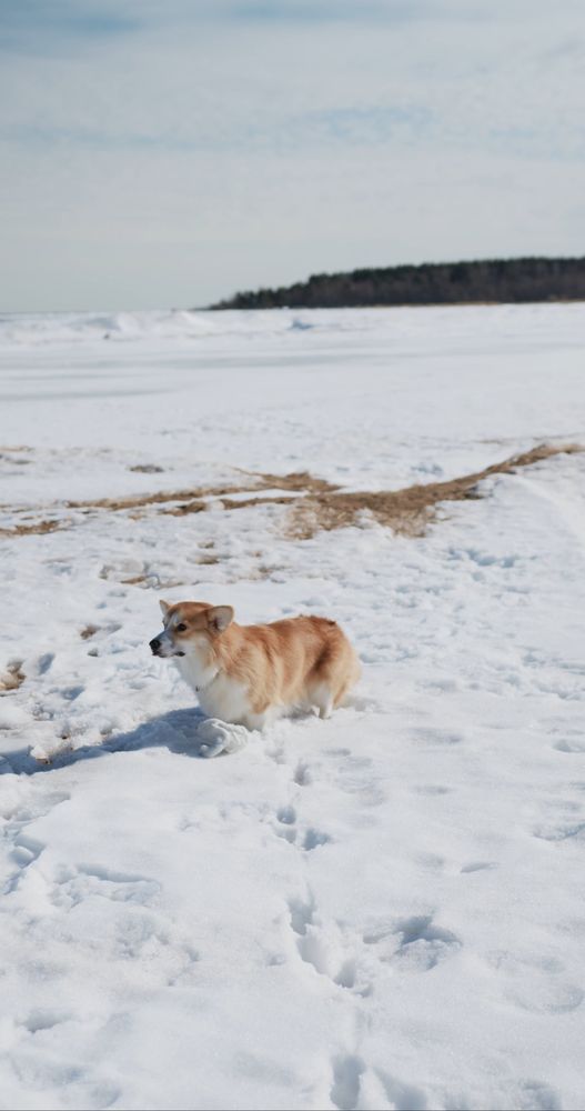 Corgi Running Videos, Download The BEST Free 4k Stock Video Footage ...