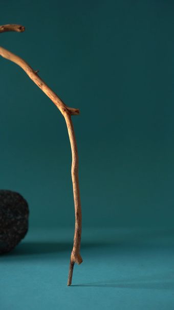木疙瘩视频素材