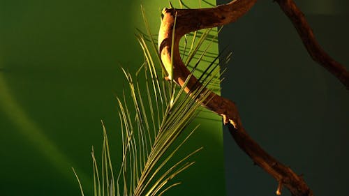 A Branch and a Plant