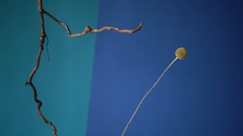 Dried Flower on Blue Background