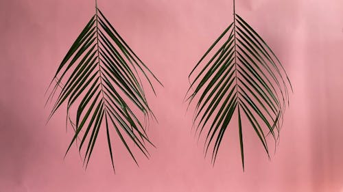 Swaying Palm Leaves on Light Pink Background