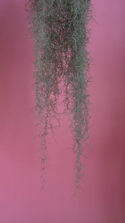 A Person Holding the Hanging Plant