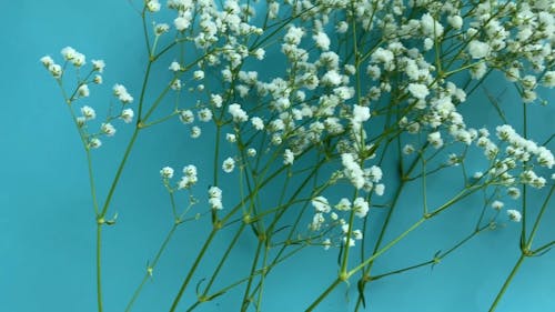 A Close-up Shot of Gypsophila Flower