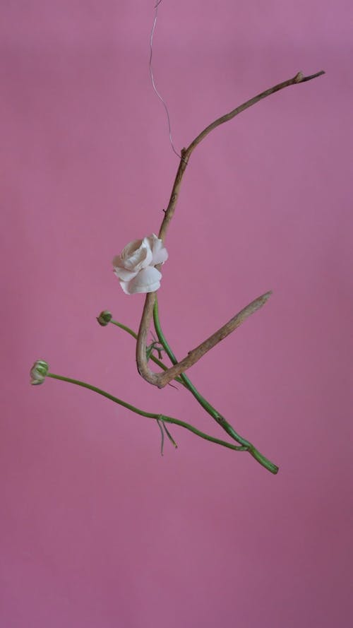 White Flower Hanging on a Stick