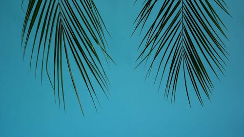 Swaying Palm Leaves on Turquoise Background