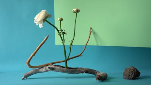 A Footage of White Flowers on a Branch 