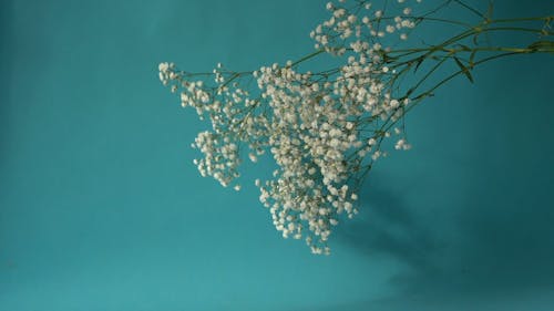 Video of a Gypsophila