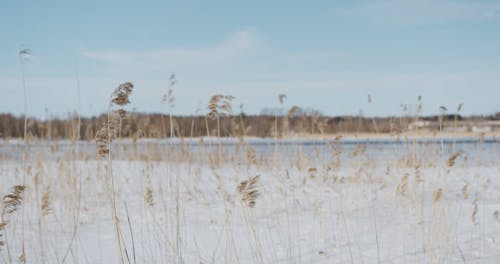 Reeds Swaying in the Wind