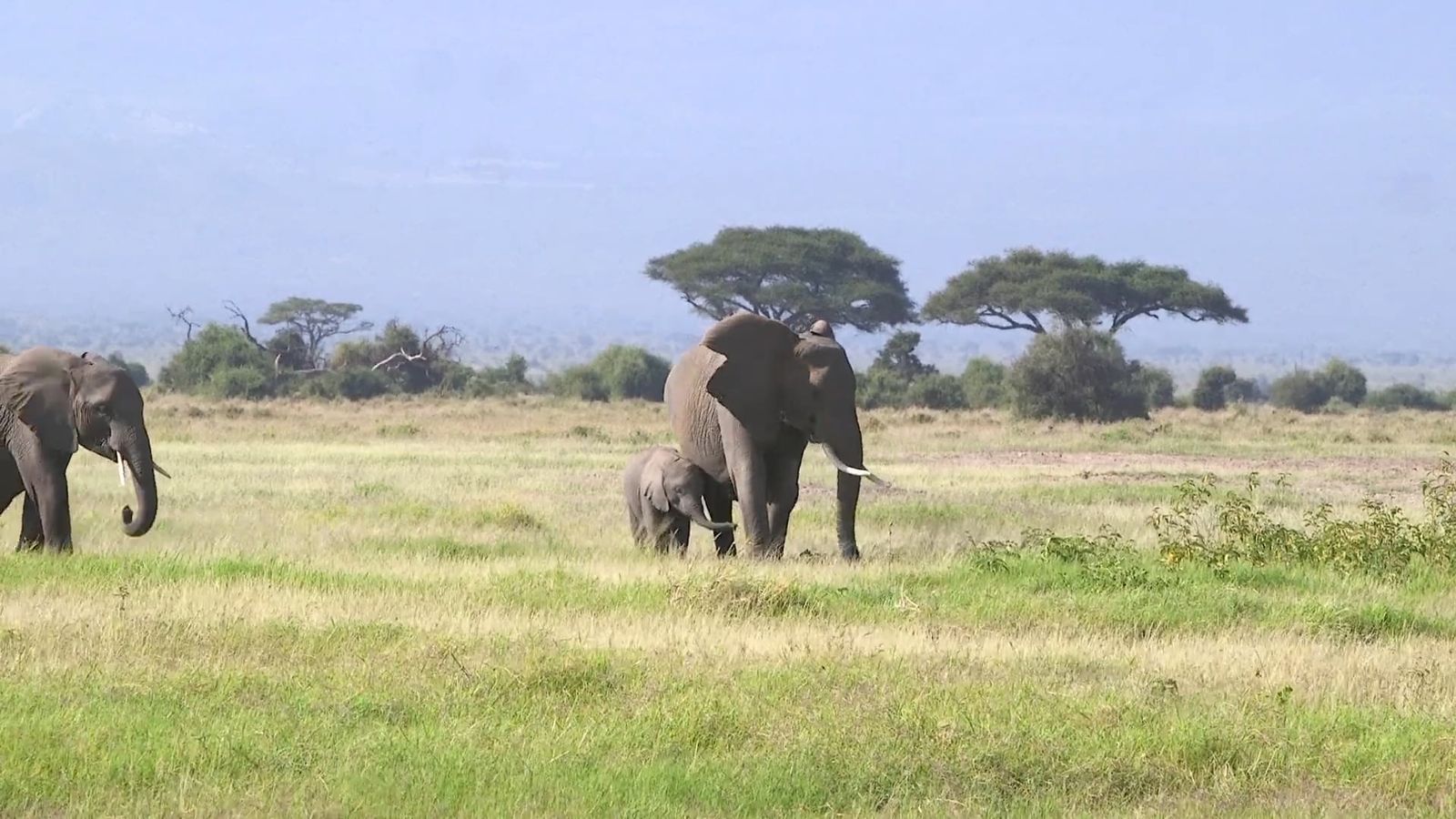 Elephant In Field Elephants on Grass Field Free Stock Video Footage, Royalty-Free 4K & HD ...