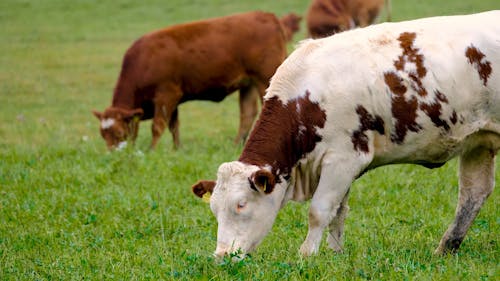 Grazing Cows