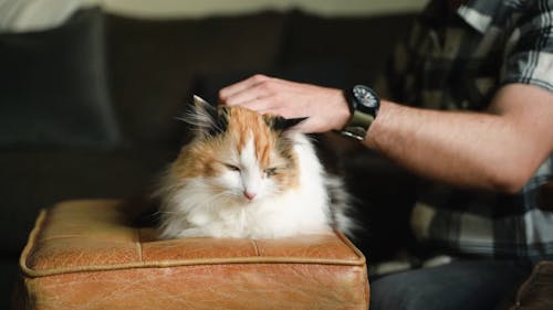 Man Holding a Cat