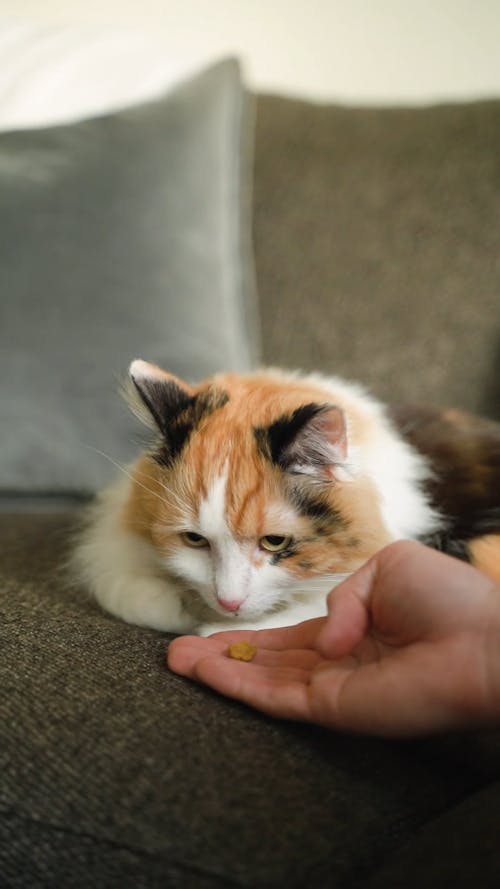 Person Feeding a Cat